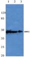 Bone Morphogenetic Protein 2 antibody, AP20597PU-N, Origene, Western Blot image 