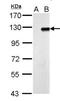 Zinc Finger Protein 711 antibody, NBP2-21046, Novus Biologicals, Western Blot image 