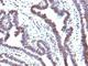 F-Box Protein 5 antibody, V2527IHC-7ML, NSJ Bioreagents, Immunohistochemistry paraffin image 