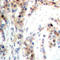 Programmed Cell Death 4 antibody, LS-C368462, Lifespan Biosciences, Immunohistochemistry paraffin image 