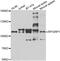 RPGR Interacting Protein 1 antibody, abx006659, Abbexa, Western Blot image 