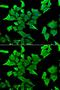 Serine Peptidase Inhibitor, Kunitz Type 2 antibody, GTX64596, GeneTex, Immunocytochemistry image 