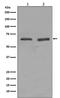YY1 Transcription Factor antibody, M00833, Boster Biological Technology, Western Blot image 