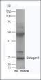 Collagen Type I Alpha 1 Chain antibody, orb312178, Biorbyt, Western Blot image 