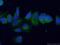 BCL2 Associated Athanogene 5 antibody, 26628-1-AP, Proteintech Group, Immunofluorescence image 