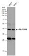 Alpha And Gamma Adaptin Binding Protein antibody, GTX120374, GeneTex, Western Blot image 