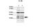 Interleukin 1 Beta antibody, ARP54323_P050, Aviva Systems Biology, Western Blot image 