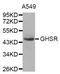 Growth Hormone Secretagogue Receptor antibody, MBS126823, MyBioSource, Western Blot image 