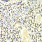 Proteasome Subunit Alpha 4 antibody, 15-050, ProSci, Immunohistochemistry paraffin image 