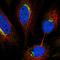Neuropilin and tolloid-like protein 2 antibody, HPA013180, Atlas Antibodies, Immunofluorescence image 