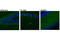 CNR antibody, 93815S, Cell Signaling Technology, Immunofluorescence image 