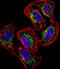 Hes Related Family BHLH Transcription Factor With YRPW Motif Like antibody, abx029208, Abbexa, Immunofluorescence image 