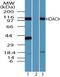 Histone Deacetylase 9 antibody, TA336893, Origene, Western Blot image 