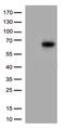 Interleukin-3 receptor subunit alpha antibody, CF813795, Origene, Western Blot image 