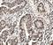 Heterogeneous Nuclear Ribonucleoprotein D antibody, M09982, Boster Biological Technology, Immunohistochemistry frozen image 