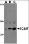 ECSIT Signalling Integrator antibody, orb87308, Biorbyt, Western Blot image 