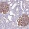 Apoptosis Resistant E3 Ubiquitin Protein Ligase 1 antibody, NBP2-14152, Novus Biologicals, Immunohistochemistry frozen image 