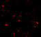 ATM Interactor antibody, 7777, ProSci Inc, Immunofluorescence image 
