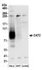 Solute Carrier Family 7 Member 2 antibody, A304-445A, Bethyl Labs, Western Blot image 
