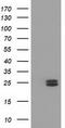 Metabolism Of Cobalamin Associated B antibody, TA502179S, Origene, Western Blot image 