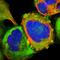 Tumor susceptibility gene 101 protein antibody, HPA006161, Atlas Antibodies, Immunocytochemistry image 