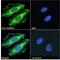 Membrane-associated progesterone receptor component 2 antibody, LS-C55270, Lifespan Biosciences, Immunofluorescence image 