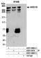 AT-Rich Interaction Domain 1B antibody, A301-046A, Bethyl Labs, Immunoprecipitation image 