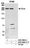 Dicer 1, Ribonuclease III antibody, A301-936A, Bethyl Labs, Immunoprecipitation image 