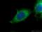 Protein O-Glucosyltransferase 3 antibody, 23345-1-AP, Proteintech Group, Immunofluorescence image 