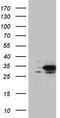 DnaJ homolog subfamily B member 6 antibody, TA810660S, Origene, Western Blot image 