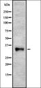 Endonuclease G, mitochondrial antibody, orb337337, Biorbyt, Western Blot image 