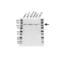 TNF Receptor Superfamily Member 8 antibody, VMA00395, Bio-Rad (formerly AbD Serotec) , Western Blot image 