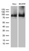Brain Enriched Guanylate Kinase Associated antibody, LS-C792598, Lifespan Biosciences, Western Blot image 