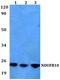 NADH:Ubiquinone Oxidoreductase Subunit B10 antibody, PA5-75403, Invitrogen Antibodies, Western Blot image 