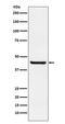 Septin 2 antibody, M34007, Boster Biological Technology, Western Blot image 