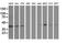Growth arrest-specific protein 7 antibody, MA5-25248, Invitrogen Antibodies, Western Blot image 