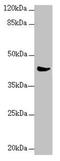 Mitochondrial Ribosomal Protein S22 antibody, LS-C676076, Lifespan Biosciences, Western Blot image 