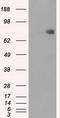 Cytochrome P450 Oxidoreductase antibody, TA500611, Origene, Western Blot image 