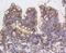 Src substrate protein p85 antibody, NBP2-67632, Novus Biologicals, Immunohistochemistry paraffin image 