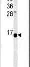 Histone H2A type 1-K antibody, PA5-25266, Invitrogen Antibodies, Western Blot image 