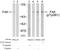Protein Tyrosine Kinase 2 antibody, AP02616PU-S, Origene, Western Blot image 