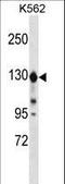 Extended Synaptotagmin 1 antibody, LS-C167836, Lifespan Biosciences, Western Blot image 