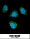 cGMP-inhibited 3 ,5 -cyclic phosphodiesterase B antibody, 56-179, ProSci, Immunofluorescence image 