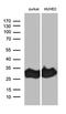 CD99 Molecule (Xg Blood Group) antibody, CF800923, Origene, Western Blot image 