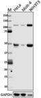 NF-?B p105/p50 antibody, 603901, BioLegend, Western Blot image 