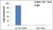 ELAV Like RNA Binding Protein 1 antibody, MA1-167, Invitrogen Antibodies, Immunoprecipitation image 