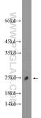 Chromosome 11 Open Reading Frame 74 antibody, 25758-1-AP, Proteintech Group, Western Blot image 