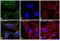 Mouse IgG (H+L) antibody, A-11017, Invitrogen Antibodies, Immunofluorescence image 