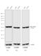 Rat IgG Isotype Control antibody, A18871, Invitrogen Antibodies, Western Blot image 