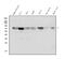 Lamin A/C antibody, PA1103, Boster Biological Technology, Western Blot image 